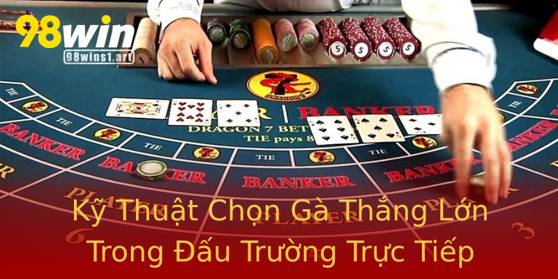 Kỹ Thuật Chọn Gà Thắng Lớn Trong Đấu Trường Trực Tiếp Kỹ Thuật Chọn Gà Thắng Lớn Trong Đấu Trường Trực Tiếp